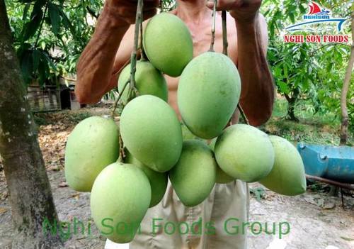 Green Tasty And Fresh Mango