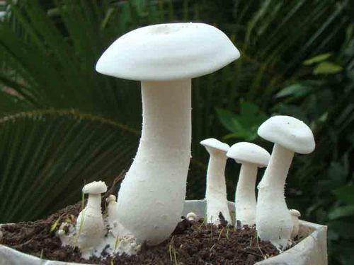 Fully Organic Milky Mushroom