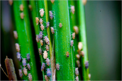 Brown Plant Hopper Control