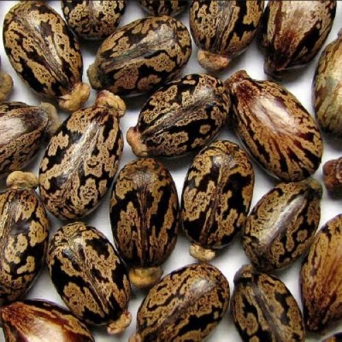 Brown Fine Quality Castor Seed