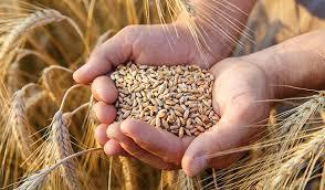 Indian Wheat Grain