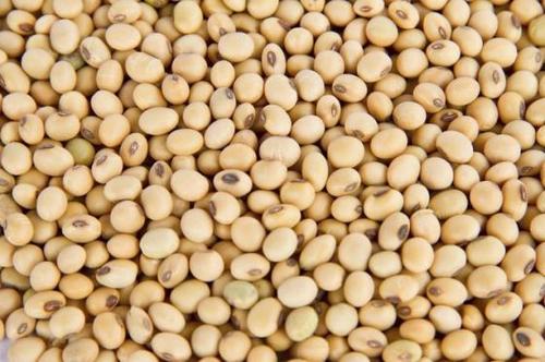 AAA Premium Quality Grade Soybeans Seeds By Ess-Food-Corp