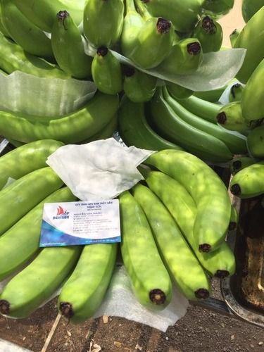 Green Vietnam Fresh Cavendhish Banana