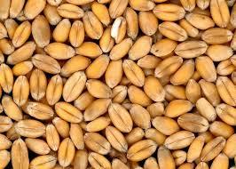 Indian Organic Fresh Wheat