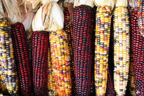 Grey And Black Best Quality Fresh Maize