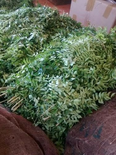 Low Price Fresh Curry Leaves