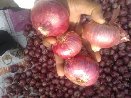 Organic Fresh Pink Onion - Naturally Grown, Rich Red Color, Unique Flavor and Aroma, Ideal for Salads and Culinary Dishes, Digestive Benefits