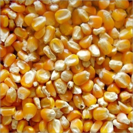 Silver Yellow Color Maize Grain