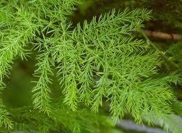 Ayurvedic Shatavari Leaf