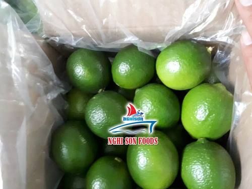 Fresh Seedless Lime/Lemon With High Quality