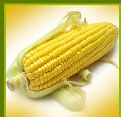 Best Price and High Quality Maize