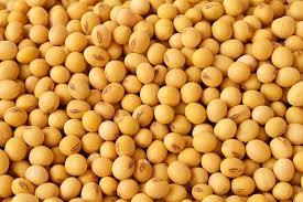 Fresh Hygienic Soybean