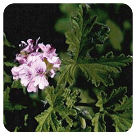 Geranium Oil Ingredients: Herbal Extract