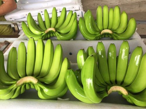 Sweet Green Cavendish Banana