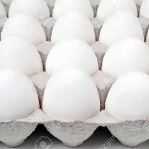 Fresh Poultry White Eggs