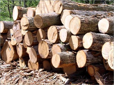 Ghana Timber Logs