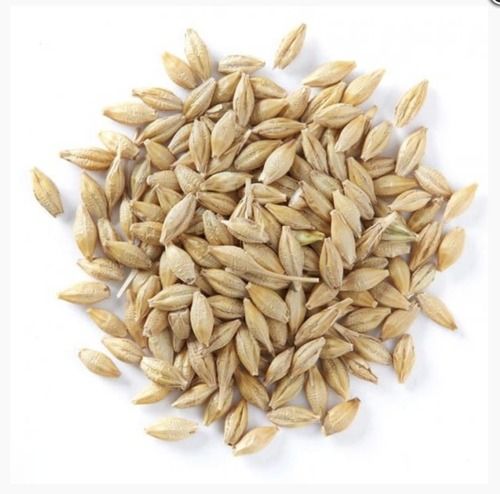 High Quality Barley Seed