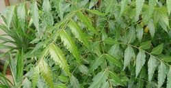 Neem Patti/Azadirachta Indica