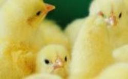 Poultry Chick Farm