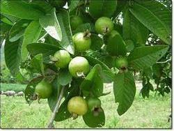 Jasmine Guava Plants