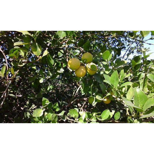 Kagdi Lemon Tissue Culture Plants