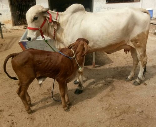 साहीवाल गाय और बछड़ा