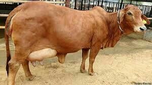 Desi Sahiwal Cows