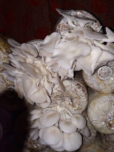 Premium White Oyster Mushroom