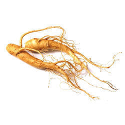 Best Quality Ginseng Extract