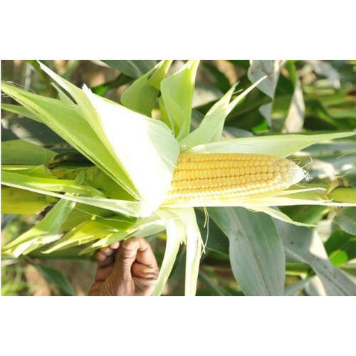 Effective Results Hybrid Maize Seeds