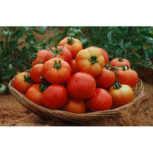 Healthy Hybrid Red Tomato