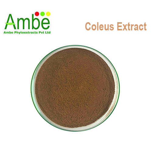 Low Price Coleus Extract