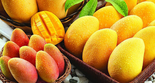 Mango Fruit Pulp