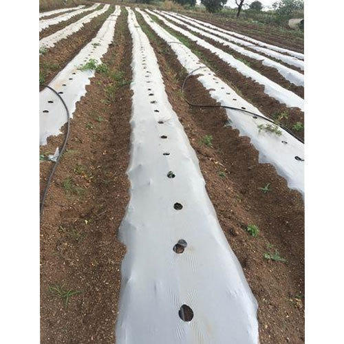 Multi-Color Mulch Film Greenhouse Size: Large