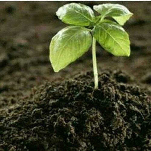 Organic Fertilizer For Plant