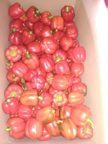 Red And Yellow Capsicum