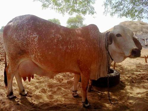 High Grade Sahiwal Cows Age Group: 22