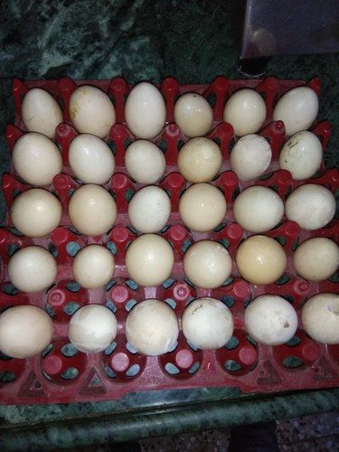 Low Price Desi eggs