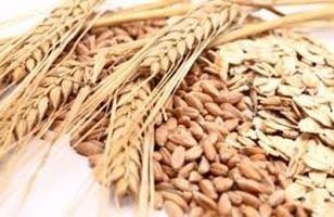 Supreme Quality Wheat Seeds
