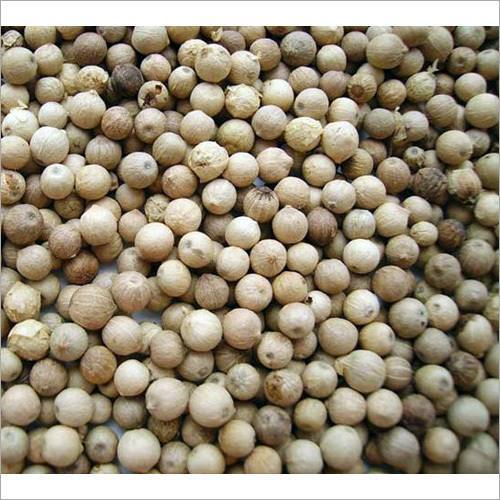 White Pepper - Premium Muntok Variety, Fresh and Aromatic Flavor Profile with Spicy Notes