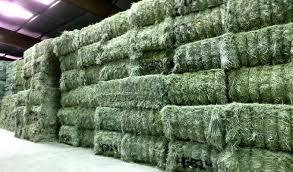 High Grade Alfalfa Hay