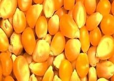 Best Quality Yellow Corn