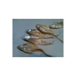 Dried Anchovies Golden Fish