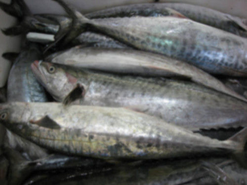 Highly Tasty Mackerel Fish