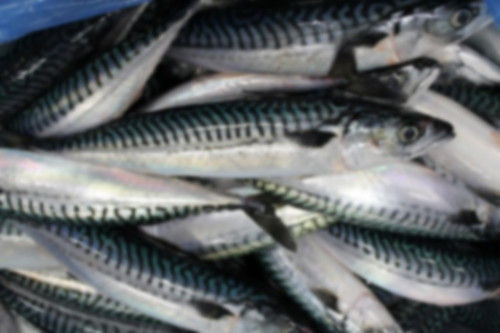 Mackerel Fish