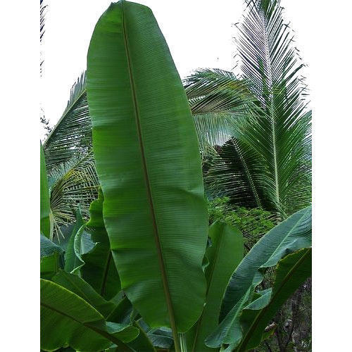 Banana Leaves
