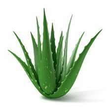 Fresh Aloe Vera Plant