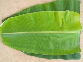 Fresh Green Banana Leaves