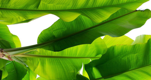 Long Shelf Life Banana Leaves