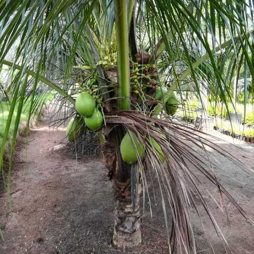 Hybrid Coconut Dwarf Plants